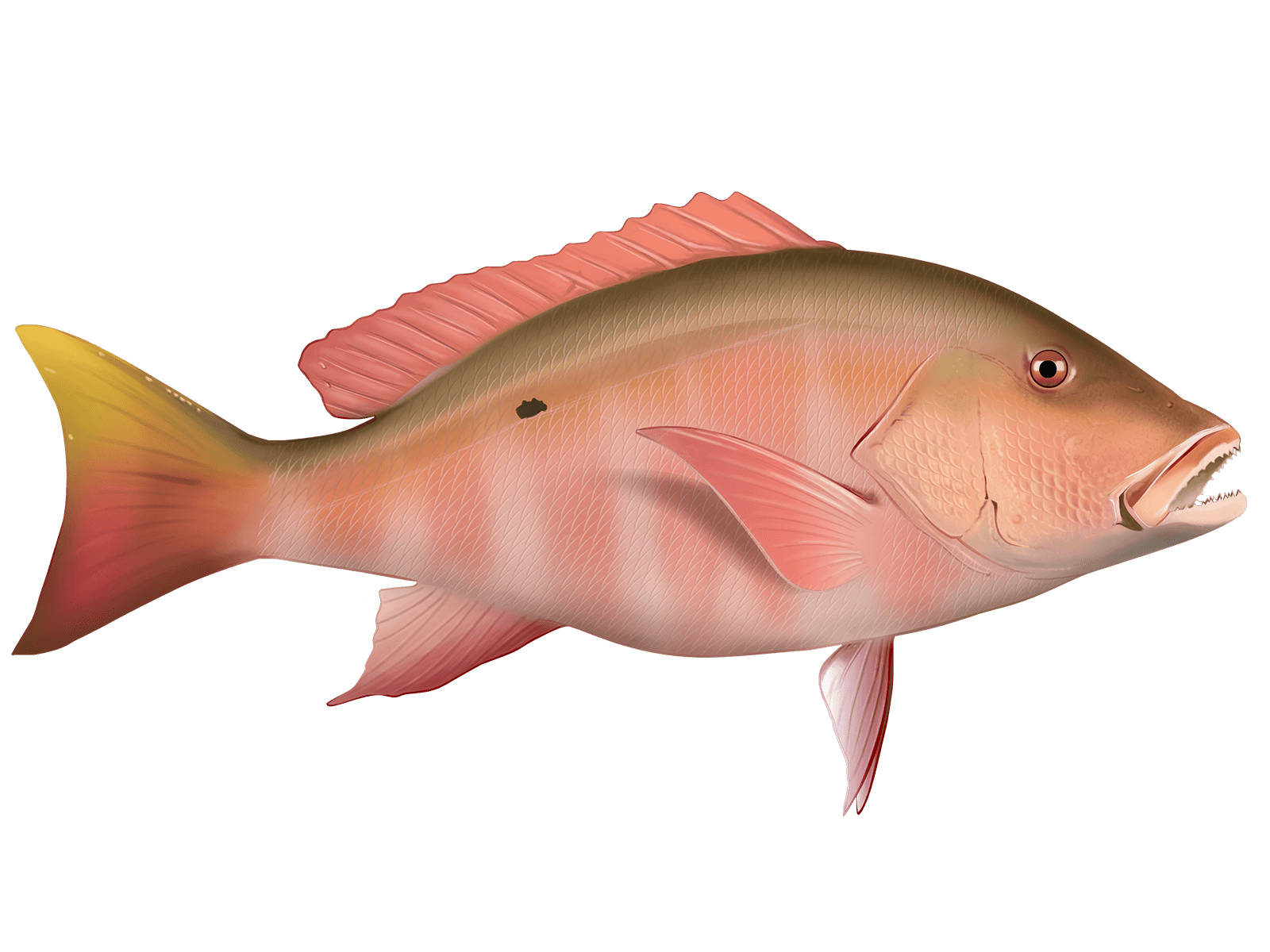 Mutton Snapper